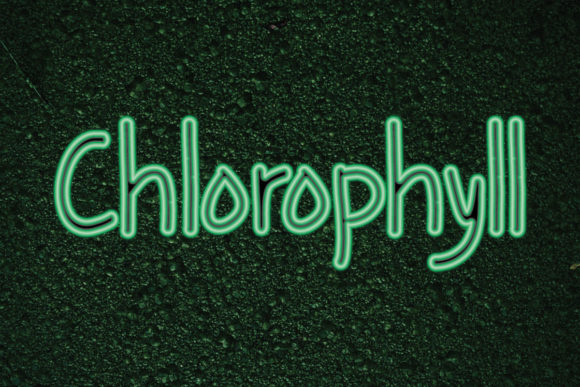 Chlorophyll Font: A Playful Typeface for Modern Web Design